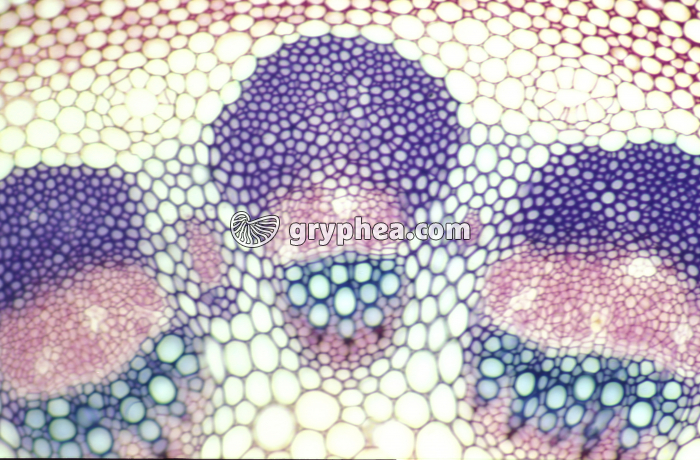 Tige de Tournesol x40 - gryphea.com